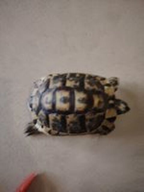   Tortue de terre adulte 7Ans 8000 Grenoble 