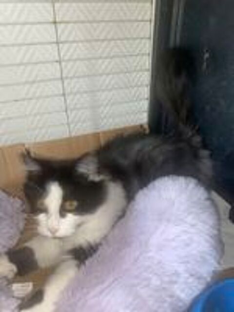   chaton+angora 