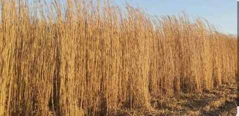 paillage jardin 10 Saint-Jean-de-Marsacq (40)