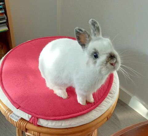 Lapin nain, grande cage et accessoires, sac de transp 35730 Pleurtuit
