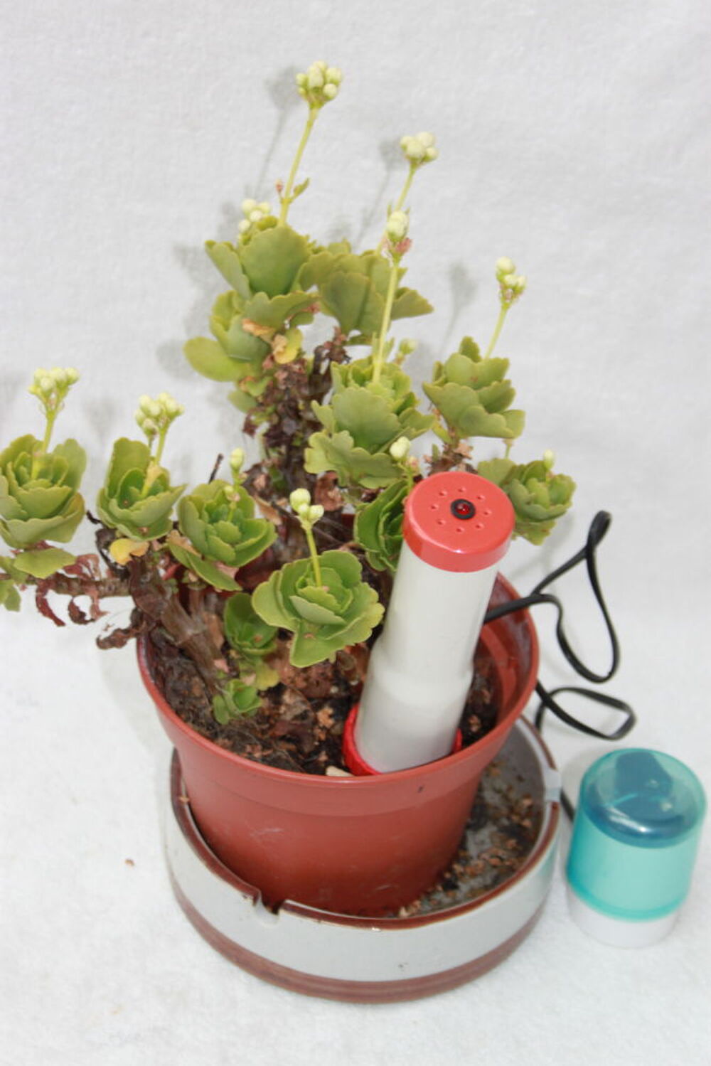 D&eacute;tecteur d'humidit&eacute; Jardin