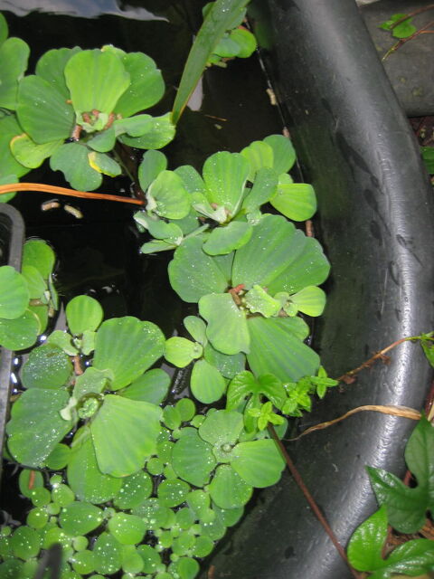 plante aquatique Saint-Orens-de-Gameville (31)