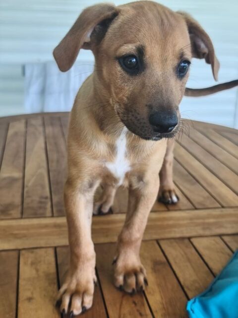 Marilu, femelle crois&eacute;e berger cr&eacute;ole, n&eacute;e le 28/11/2025 🤍 300 49000 Angers