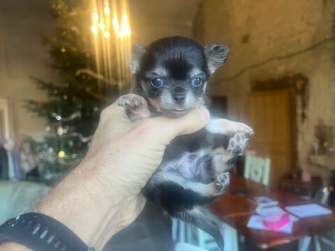 Chihuahua &agrave;  poil long 800 24300 Teyjat