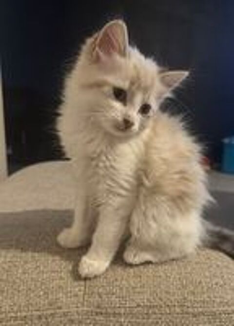   Chaton femelle 3 mois 