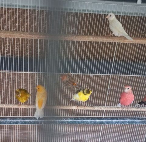 8 canaris male de 2024 200 66000 Perpignan