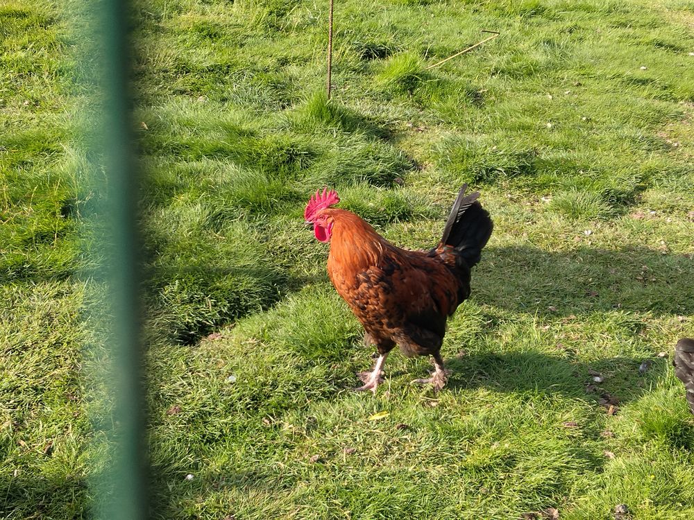   Coq marans 