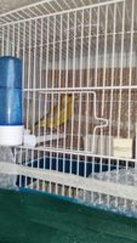   Canaris Verdier brun de mutation  