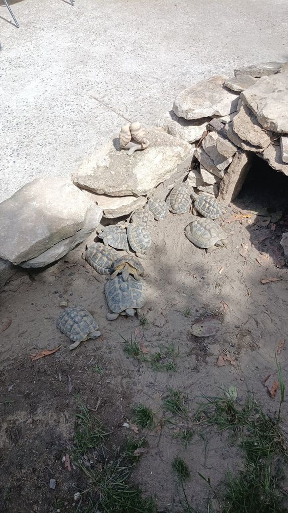   Reptiles terrestres  