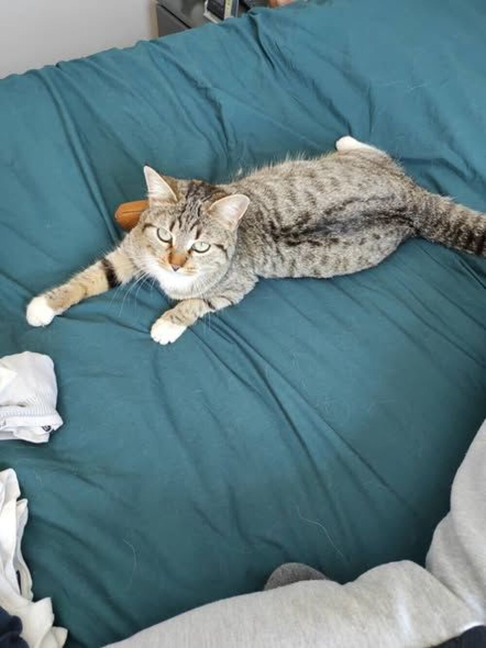  Chat BLUE à l adoption 