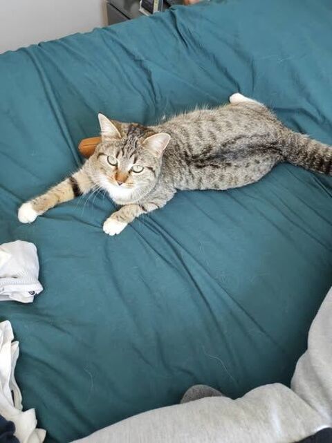 Chat BLUE &agrave; l adoption 200 26700 Pierrelatte
