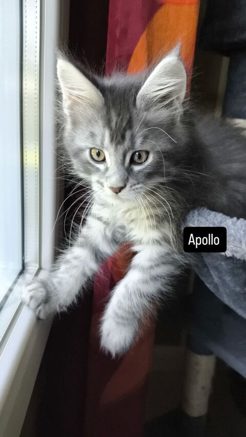 Chatons Maine coon 1400 86000 Poitiers