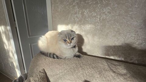 Bonjour  je  perdu  mon  chat  Lia  depuis 28.12.2025 0 91700 Sainte-genevi�ve-des-bois