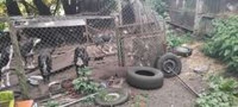  Chiens chienne 