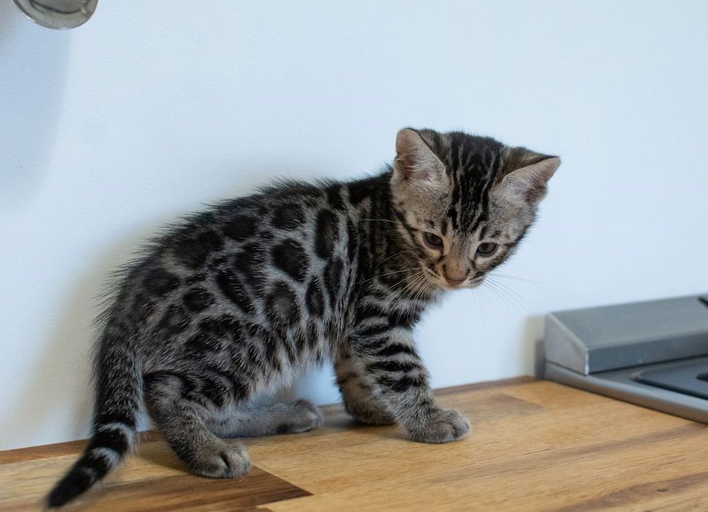   à Réserver Chaton Bengal silver excellent ligne 