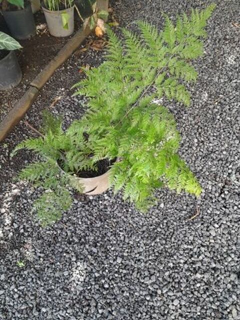 Plante Davallia Saint-Philippe (97)