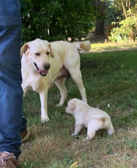 1 M&Acirc;LE LABRADOR SABLE LOF 1300 44680 Saint-mars-de-coutais