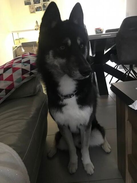 Chien NEWTON &agrave; l adoption 300 07250 Le pouzin