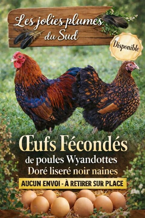 Oeufs f&eacute;cond&eacute;s Wyandotte dor&eacute;e/noir 2 34750 Villeneuve-l�s-maguelone