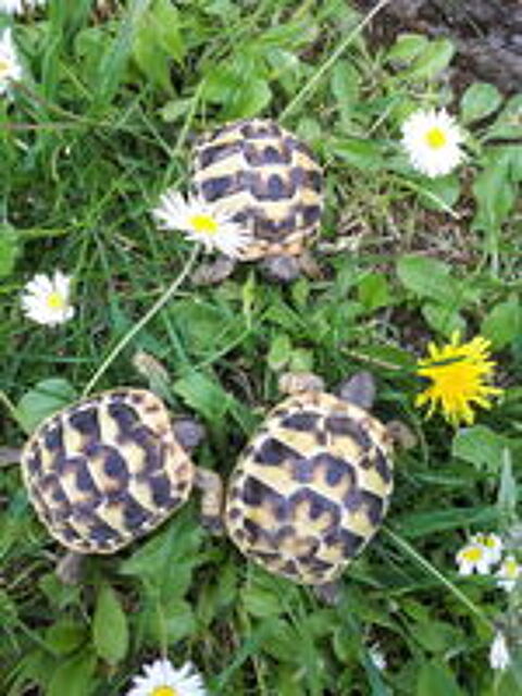   Petites tortues de terre hh nées à l'été 2025 