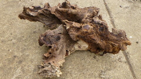 Souches / Billons acacia - noyer 7 86000 Poitiers