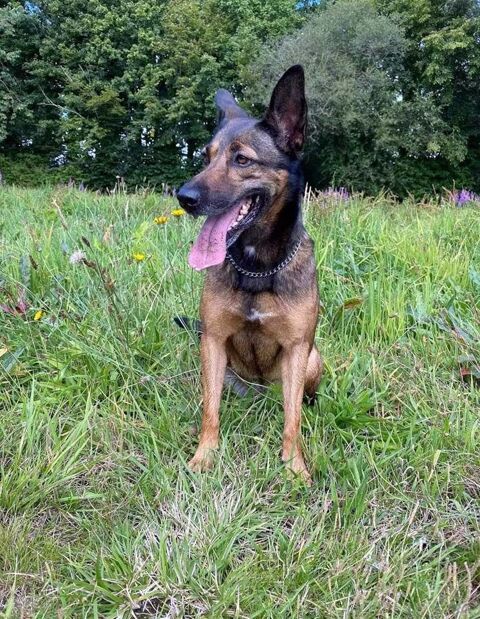 LISA, belle Malinoise croise Border Collie  adopter via l'association UMA 49110 Saint-pierre-montlimart