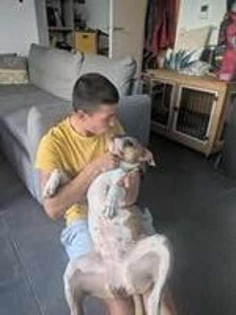   Chien ROSY à l adoption 