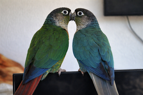 Conure coupl 1 34000 Montpellier