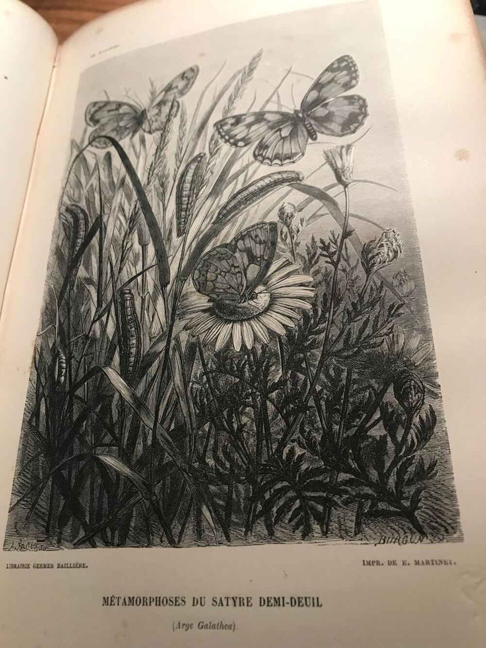 Livre ancien d'entomologie 