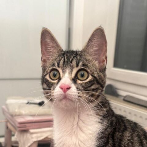 MOCHI 185 92150 Suresnes