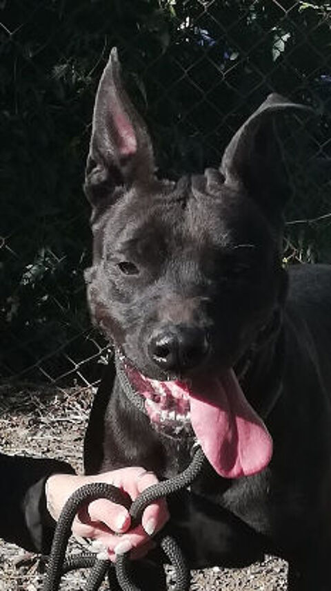 AMANDA, chienne type boxer 1 an 220 34500 B�ziers