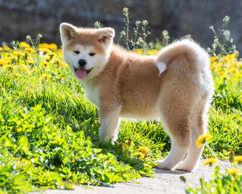 Chiots femelles Akita inu LOF 2 mois 1000 14400 Bayeux