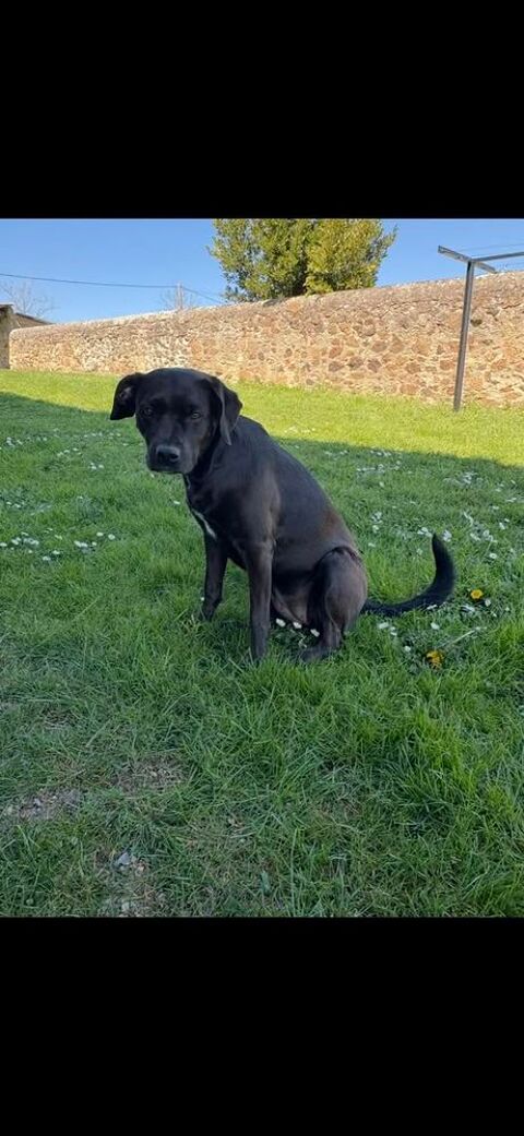 Chien KIARA &agrave; l adoption 350 07430 Vernosc-l�s-annonay