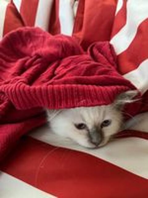   Basil - Chaton Sacré de Birmanie Lilac Point 