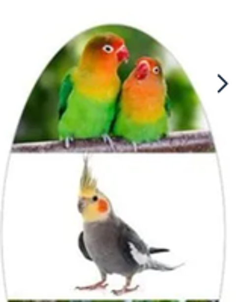   Adopte vos oiseaux 