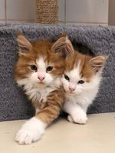   Adorables Chatons Maine Coon 