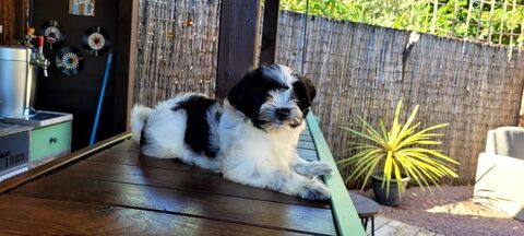 CHIOT MORKIE femelle ( bichon maltais x yorkshire)  650 41700 Le controis-en-sologne