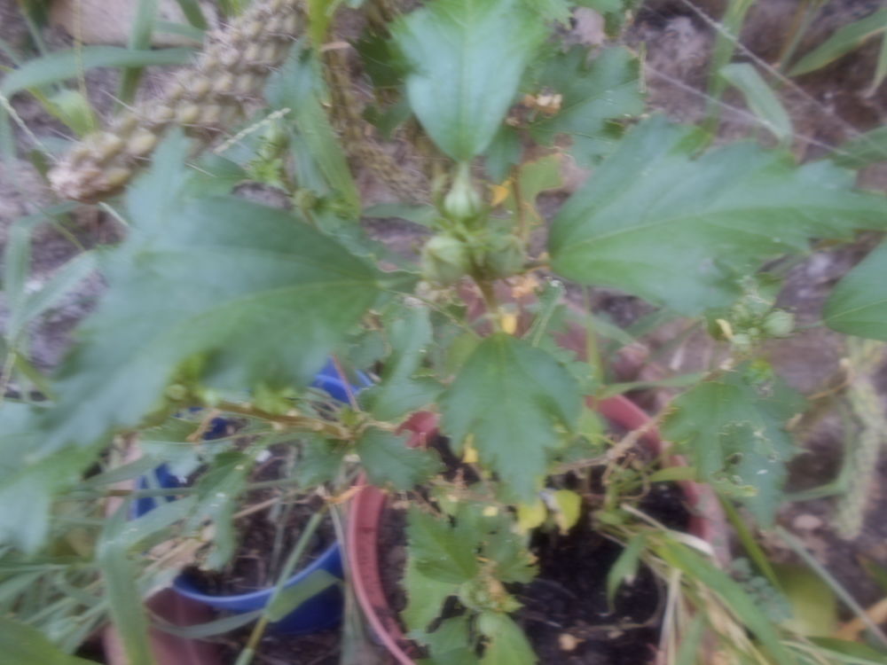 plante Jardin