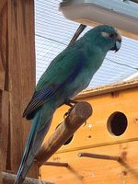   kakariki bleu 