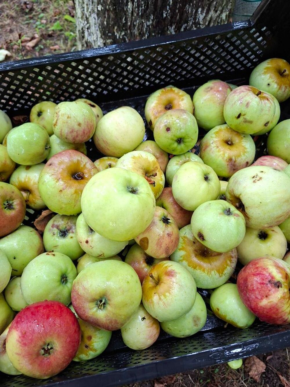 Pommes et poires Jardin