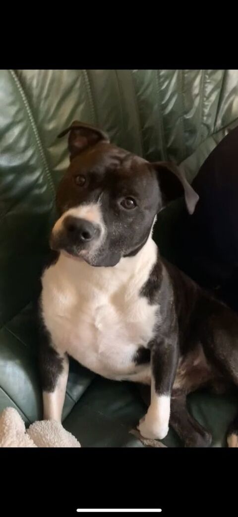 Loye ce beau chien attend sa famille, Staffordshire terrier 0 89144 Ligny-le-châtel