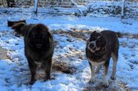   HENJOY, beau Berger de Caucase � l'adoption 