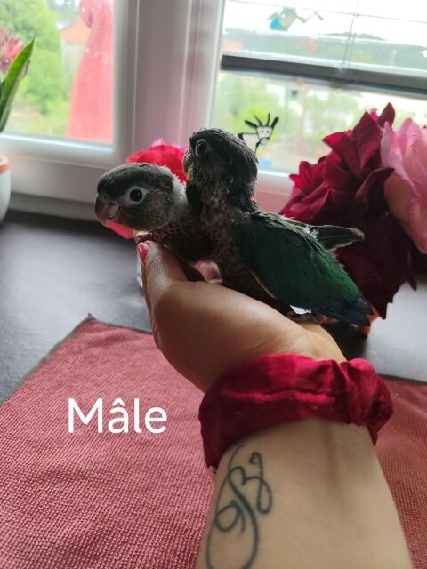 Pyrrhura &eacute;lev&eacute;e main 200 83340 Le luc