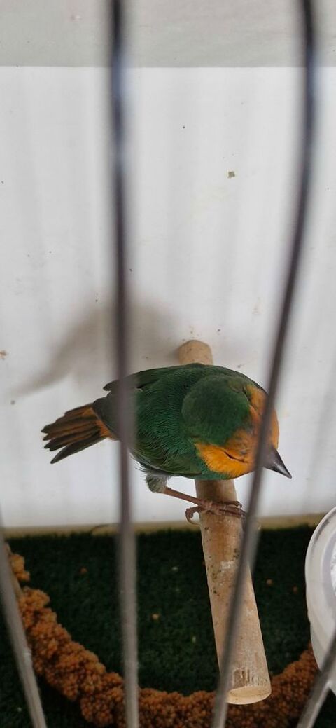 Pape de Noum&eacute;a 35 31220 Le plan