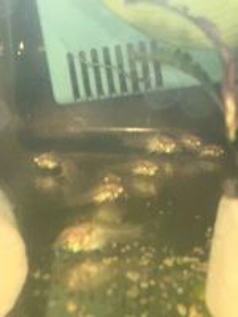   Corydoras Aeneus albinos  