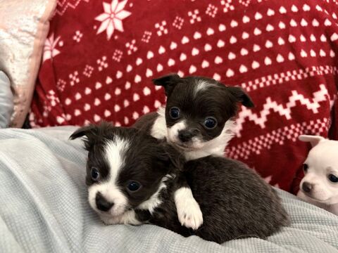 Chiot chihuahua 950 78650 Saulx-marchais
