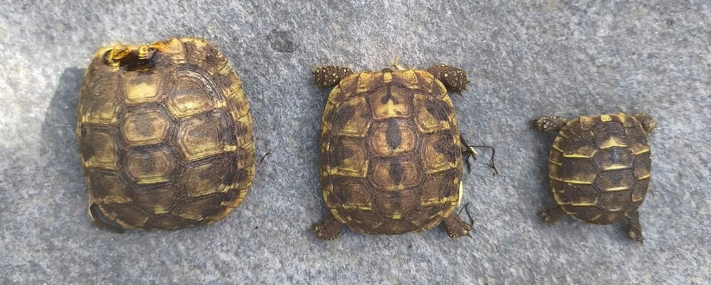   Tortues juv�niles de 2025 / Possibilit� d'en avoir + ag�es 