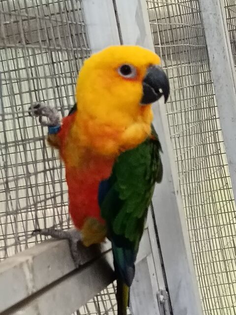 Femelle conure jendaya 200 24300 Abjat-sur-bandiat