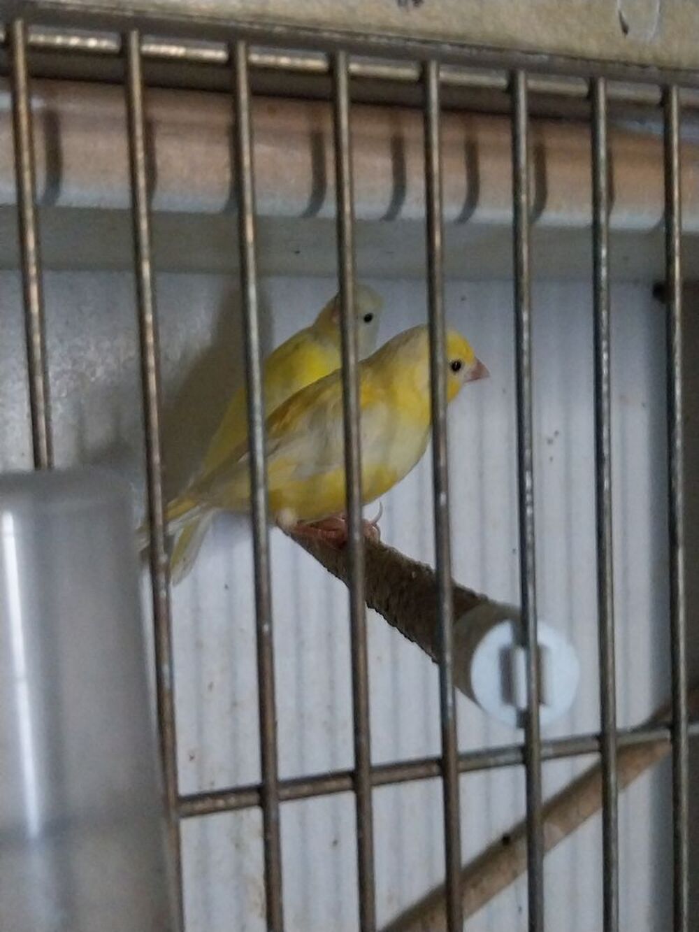   Canaris bec droit 