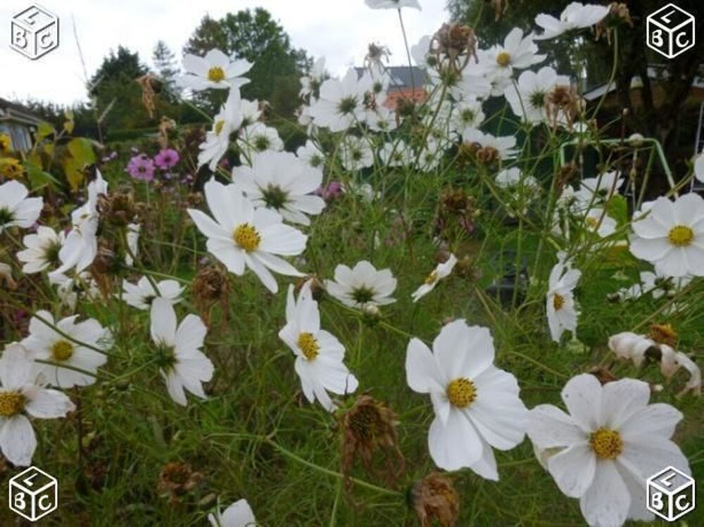 Graines de fleur de + 400 graines 1 euro Jardin